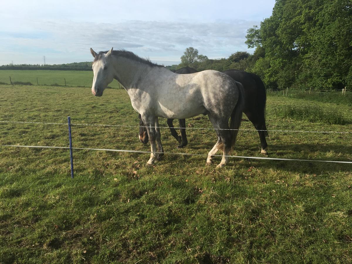 Bridleway Bed & Breakfast Hackthorn Bagian luar foto